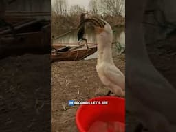 Watch This Bird Swallows A Big Fish in 10 Seconds