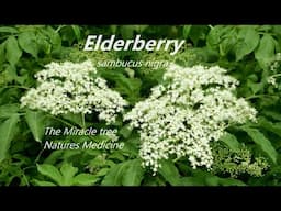 Elderberry: Sambucus Nigra Natures Medicine Cabinet