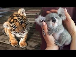 AWW Animals SOO Cute! Cute baby animals Videos Compilation cute moment of the animals #25