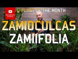 Plant of the month   Zamioculcas Zamiifolia