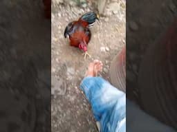 ayam mangkok metal kuat#viralvideo#youtubeshorts