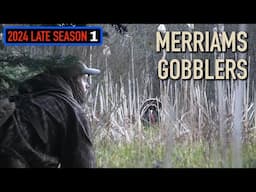 Turkey Hunting Out West - Henned Up Gobblers