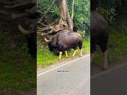 ഒളിച്ചു നിന്ന കാണില്ല എന്നോർത്തോ ? #animals #wild #forest #new #trending #amazing #adventure #vlog g