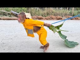 Little farmer Monkey herds a huge of cows & goats surprising viewers😲