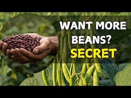 How to Grow Rosecoco Beans: A Step-by-Step Guide | Beans Farming in Kenya 2025