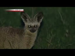 Wildlife Documentary - An Ear for Danger Bat Eared Fox