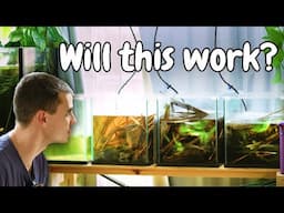 Breeding Frenzy: Exciting Updates from My Fish Room