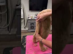 How to Trim a Fluffy Dog's Tail Perfectly Every time!