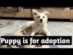 Pomeranian puppy is for adoption | adopted