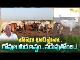 Amaravati Goshala | Cow Farming | పోషణ భారమైనా.. గోవుల మీద ఇష్టం.. నడుపుతోంది..! Tone Agri