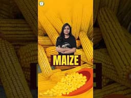 || Maize ||