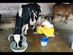 How to milk a cow by hand  by village woman  Traditional way to milk jersey cow