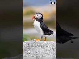 Puffin 🐧 These Birds Fly Underwater!