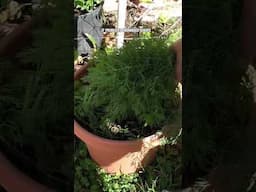 Growing and Harvesting Dill Leaves from Your Garden!