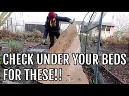 CHECK UNDER YOUR GROWING BEDS NOW! / ALLOTMENT GARDENING UK