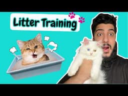 How to Train a Cat to use litter box | How to potty train baby kittens 2024