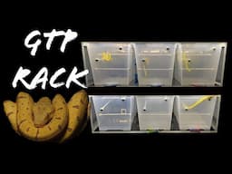 DIY Demo: Green Tree Python Rack System