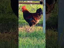 Our New Rooster