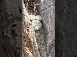 Lophophora fricii petals eaten by a desert rodent out in habitat lophophora