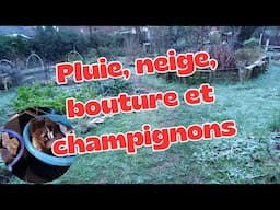 Pluie, Pluie, Pluie, Neige, Bouture Et Champignons