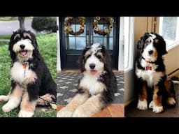 Bernedoodle | Funny and Cute dog video compilation in 2025.