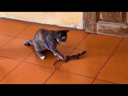 When cat encounters lizard