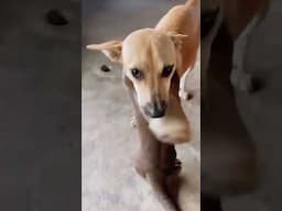 Otter Can't Stop Hugging Dog 🤣❤️ (🎥: ViralHog)