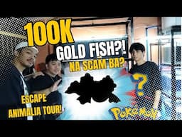 Na scam kami! 100k Gold Fish!? all about imported Gold Fish