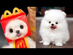 Cute Pomeranian Puppies Doing Funny Things #9 | Cute and Funny Dogs - Mini Pom