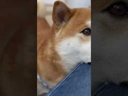 Shiba Inu asks for some love 🥰