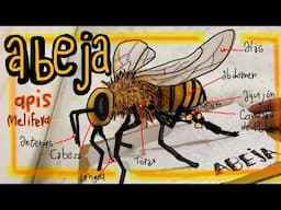 Abeja Maqueta con Papel