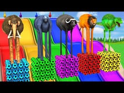 Long Slide Game With Elephant Gorilla Buffalo Hippopotamus Tiger 3d Animal Game Funny 3d Animals