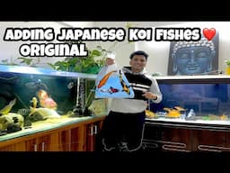 *Adding Original Japanese Koi Fishes* Japanese Koi Fish in India