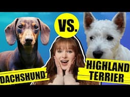 DACHSHUND VS WEST HIGHLAND TERRIER