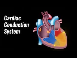 Cardiac conduction system