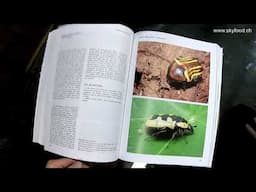 Buchbesprechung - 'Beetle Breeding - The Substantial Guide' von Benjamin Harink