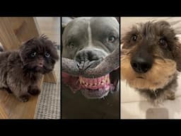 Cute and funny DOGS 🐶Videos🔶 Сompilation # 16🔶