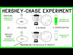 Hershey and Chase Experiment: DNA is the Molecule of Heredity