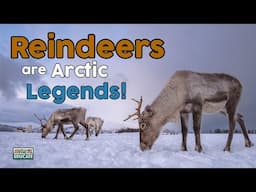 Reindeers are Arctic Legends! - Reindeer facts