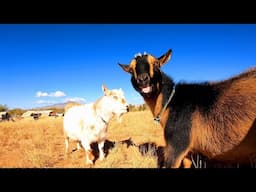 I Wish Goats Didn’t Fight Like This.