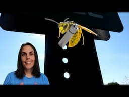 Would you log this as a Geocaching find? Bees, Wasp, and Hornets Edition