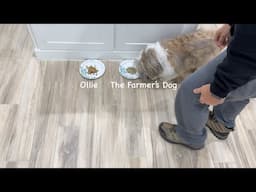 Ollie vs The Farmer’s Dog - which did Emma like best?