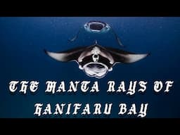 The Giant Manta Rays Of Hanifaru Bay In The Maldives