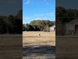 ELMER T. at 11 months old: #gun-dog #dogtraining #pitbosswaterfowl #retreiver