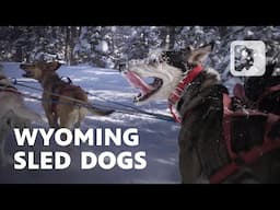 Meet the Wyoming dog musher who refused to give up her dream of racing glory