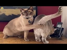 NEW FUNNY CATS and DOGS & BIRDS 🐱🐶 Funniest Animal Videos 2024