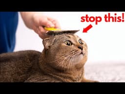 10 Mistake you make that Offends your cat