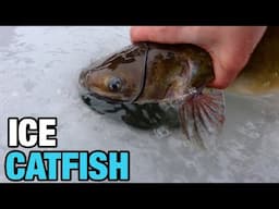 Ice Fishing for Pond Catfish Using Tip-Ups and Chicken Liver!!!