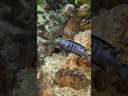 Some of my favorite things I saw at Tropiquaria zoo! What's your favorite from the video?