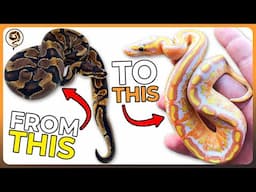 5 Sleeper Genes that will Enhance your Ball Python Collection!